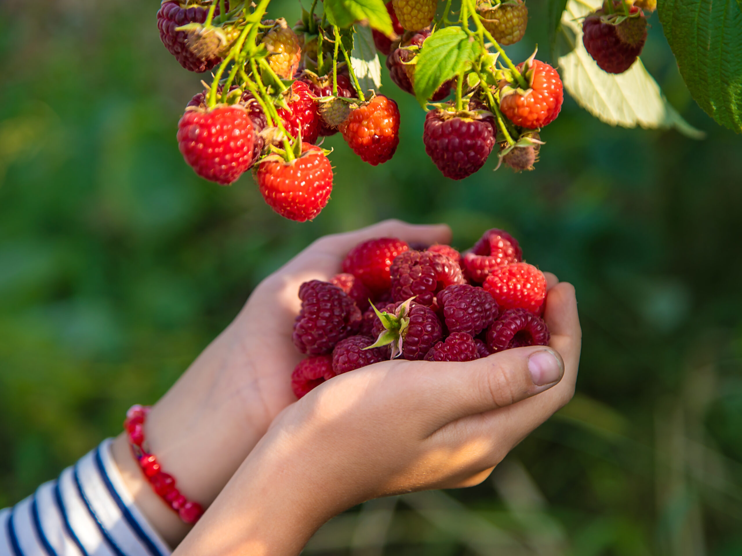 Recolección de frutos rojos: diversión y salud para toda la familia